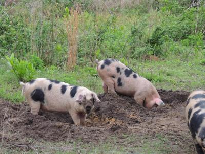 Pastured Pork