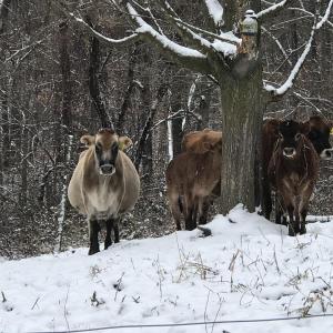 Grassfed young Jersey beef