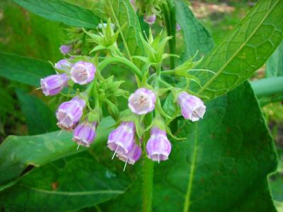  Comfrey Leaf Naturally  Slow Dried - Organic Farm to you 1 oz