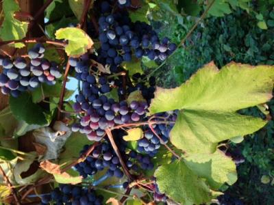 Concord Grapes