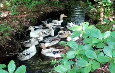 Free Range Duck Eggs