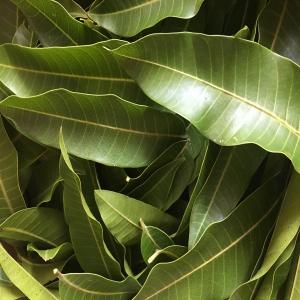 Mango Leaves Organic ~ Picked Packed, Shipped same day as Harvest