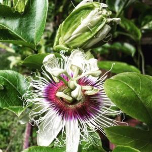 Passion Flower Herb ~ Organic ~ Picked Fresh Naturally Dried USA 