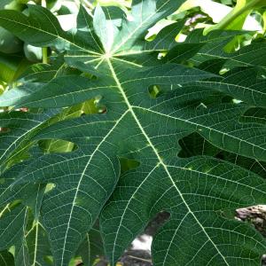 Papaya Leaves Fresh Picked Organic ~ Shipped Same Day ~ 2 oz 