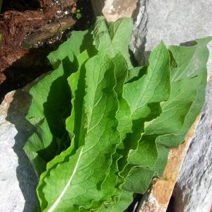  Comfrey Leaves Fresh Cut 2 oz~ Shipped Same Day as Harvest