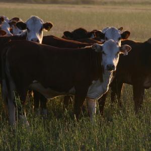 Ground Beef - Grass Fed