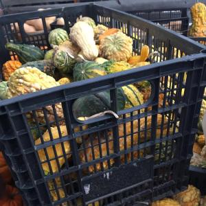 mini gourds & pumpkins