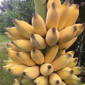 Banana's Organic 4 lbs  ~ Farm Fresh direct to You