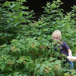 U-pick berries and produce.