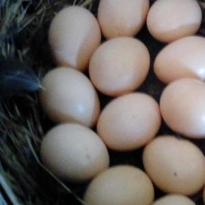 Fresh eggs