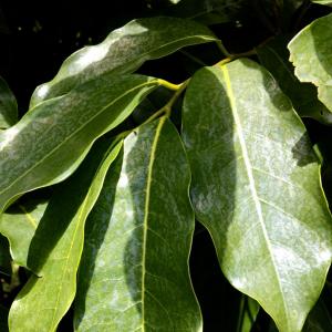 Mountain Soursop Leaves Dried 20 USA Organic Farm ~ Direct to You