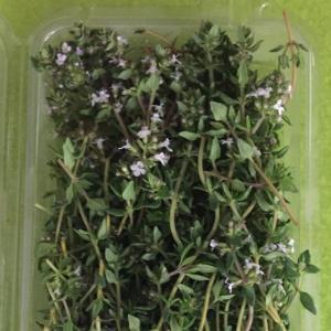 Thyme. Multiple product options available: 2