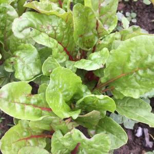 Swiss chard