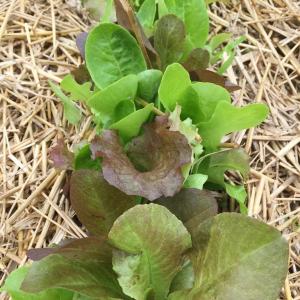 Lettuce mix (bagged)