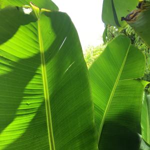 Banana Leaves ~ Fresh Cut for Order (3) Trimmed and Spine Removed