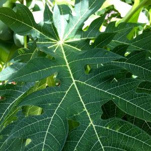  Papaya Leaves Organic Fresh~ Shipped Same day as harvest