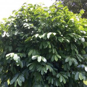 Fresh Mountain Soursop-Annona Montana 30 Leaves - USA Organic