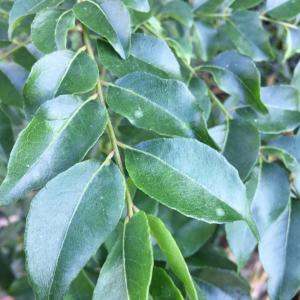 Curry Leaves ~ Authentic Fresh Organic Cooking Herb 1 full oz