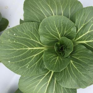 Bok Choy