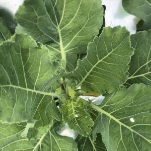 Collards