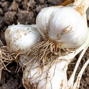 Fresh Organically Grown Garlic