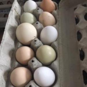 Fresh pastured chicken eggs. Multiple product options available: 2