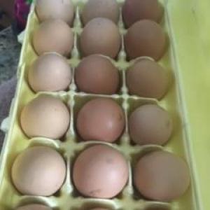 Guinea Fowl Eggs. Multiple product options available: 3