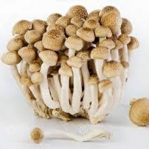 Brown Shimeji Cultivated Mushrooms, Organic