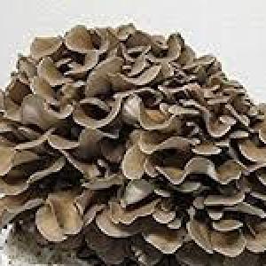 Maitake Cultivated Mushrooms, Organic