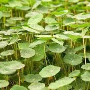 Nasturtium Shoots