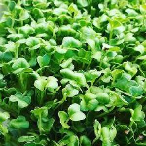 Daikon Radish Microgreens