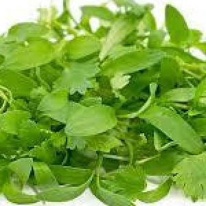 Cilantro Microgreens