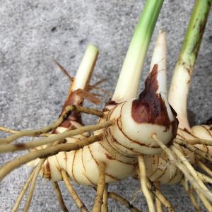 Galangal Root Fresh Organic ~ Amazing Beneficial Spice/Condiment