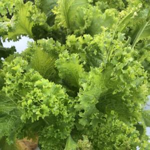 Produce- Mustard Greens