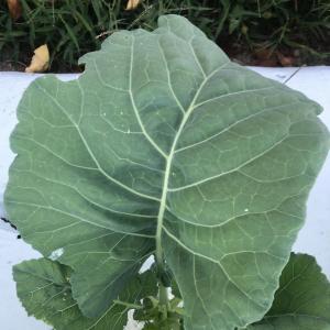 Produce- Collard Greens