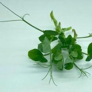 Micro greens & Pea tendrils. Multiple product options available: 2