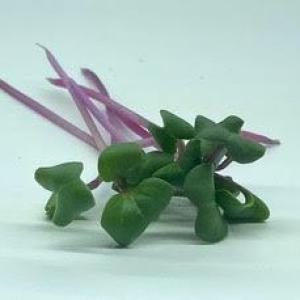 Microgreens -- Radish. Multiple product options available: 2