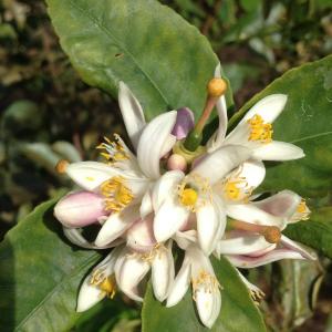 Meyer Lemon Leaf Fresh 