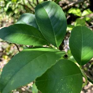 Meyer Lemon Leaf  1/2 ounce  Bundle ~ Fresh 