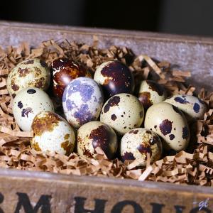 Quail eggs