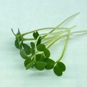 Microgreens: Arugula