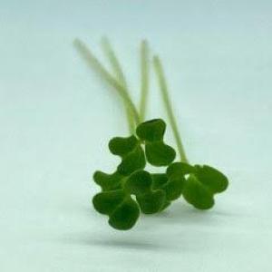 Microgreens: Mustard - Oriental Wasabi