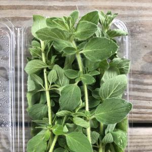 Herbs, Oregano. Multiple product options available: 2