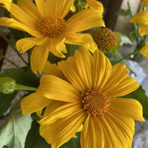 Mexican Sunflower Cuttings (5) Un-rooted 