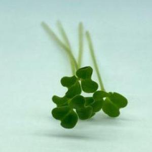 Microgreen - Mustard, Oriental (Wasabi) - PREORDER