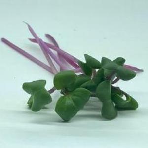 Microgreen - Radish, Triton - PREORDER