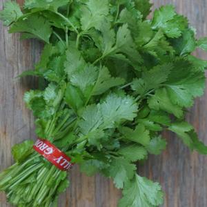 cilantro