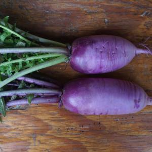 radish - daikon purple with tops