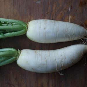 radish - daikon white with tops