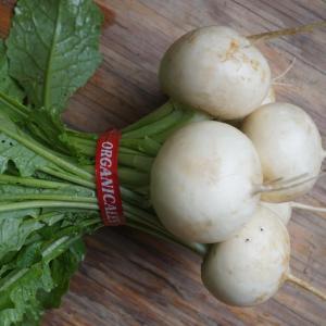 turnips - hakurei with tops